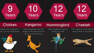 Lifespan Comparison The Shortest and Longest Lifespans of Animals [upl. by Hallett]