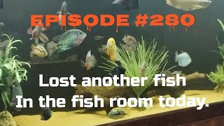 Lost another fish in the fish room today [upl. by Cristiano627]