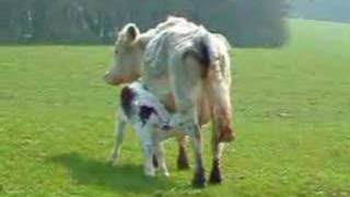 Cows amp Calves in Bromsgrove [upl. by Adnilem]