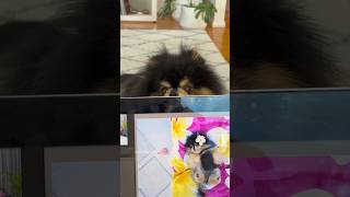 Reality of having a dog 😂 pomeranian dog [upl. by Jaymie911]