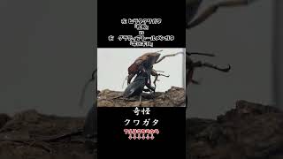 ヒラタクワガタ 粒鮫 vs グラディアトールメンガタクワガタ ギロギロ クワガタ 虫バトル 昆虫バトル [upl. by Yannodrahc]