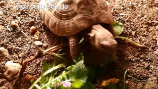 griechische Landschildkröte frisst Taubnesselblüten [upl. by Iey]