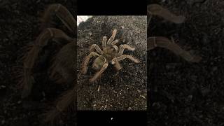 BIGGEST SPIDER GOLIATH BIRDEATER insects [upl. by Ainitsirc]