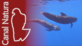 Calderón común Globicephala melas Longfinned pilot whale 4K [upl. by Nuawed]