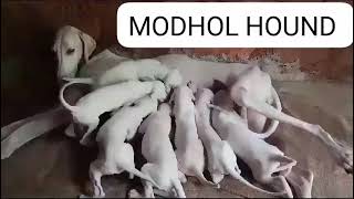 speed dogvideo doglover music cute video puppy breed viralvideo pets cutedog modhol [upl. by Pillyhp]