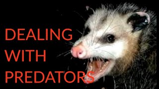 possums are NOT your friend  Sarcocystis Disease [upl. by Chaim]