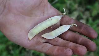 Results From Growing Lincoln Shelling Peas [upl. by Eniamerej]