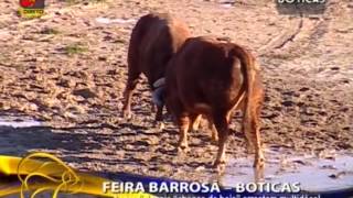 Feira Barrosã  Somos Portugal  TVI  3ª PARTE  BOTICAS [upl. by Schoenfelder699]