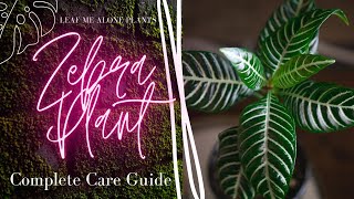 Zebra Plant Aphelandra squarrosa Complete Plant Care Guide For Beginners [upl. by Ayekim]