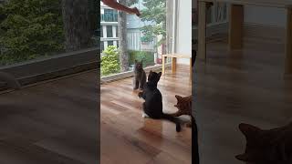 Sitting in a circle and playing with rope smartcat catlover [upl. by Charlet]