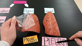 The Serous membranes  Visceral vs Parietal Serosa  MADE EASY [upl. by Yruok]