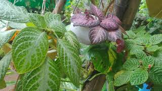 Episcia Varieties [upl. by Gnohc]