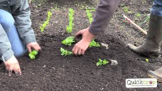 How To Grow Celery  A Quick Guide [upl. by Llerrit]