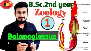 Balanoglossus General character and Classification of Balanoglossus  BSc2nd year Zoology [upl. by Styles]