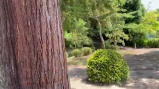 Calming greenery on Shikoku 88 pilgrimage in Japan [upl. by Mordecai]