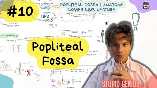 Popliteal Fossa  Anatomy Lower limb Lecture 10  Stupid Genius [upl. by Nofpets]