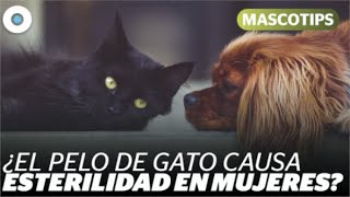 Mitos y realidades de perros y gatos  Mascotips [upl. by Neona]