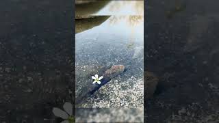 A whirlpoolvideo river flowers life [upl. by Rauscher957]