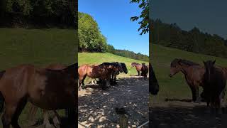 Majestatyczne bestie na Kaszubach horse animals nature wildlife summer chill [upl. by Aila270]