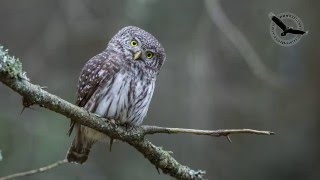 Žvirblinė pelėda Glaucidium passerinum Pygmy Owl Воробьиный сыч [upl. by Ahseiat]