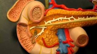 Anatomy amp physiology  Pancreas galbladder and spleen [upl. by Eidob]