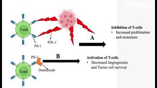 Dostarlimab mode of action [upl. by Sido369]