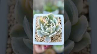 Echeveria Runyonii Variegated echeveria varigated succulent succulentvarieties plants [upl. by Killam]