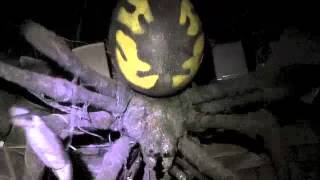 2012 Trail of Terror WalkThru videoWallingford CT [upl. by Mada]