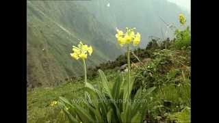 Rare Himalayan bloom Primula stuartii flowers above Dodital [upl. by Allehs109]