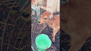 Happy calf babycow calf farmlife animals cutefarmanimal happyanimals cute [upl. by Akimet]