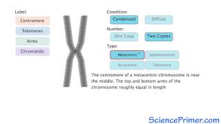 Eukaryotic Chromosome Structure Overview [upl. by Nosaj]