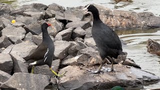 Moorhen v Coot standoff  Round 1  Coot vocals [upl. by Nitza]