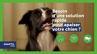 ADAPTIL Chew une solution rapide pour apaiser son chien [upl. by Akiraa]