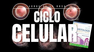 Ciclo Celular 🔄  Mitosis vs Meiosis 🧬  Resumen Histología Ross [upl. by Bunker92]