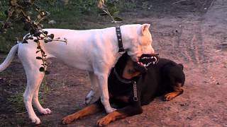 Dogo argentino vs rottwailer [upl. by Ardnaeel183]