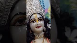 The divine mangla darshan of shri krishna balram iskcon vrindavan dham ❤️ Hare Krishna ❤️ [upl. by Akem]