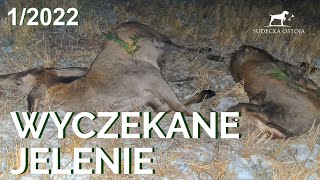 SUDECKA OSTOJA 12022 Polowanie na jelenie Deer Hunt Hunting in Poland Wild jagen [upl. by Elsilrac109]