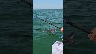 The Craziest Thresher Shark Ive Ever Seen 🦈 fishing shark 🎥IGshiestysnags [upl. by Anatole744]