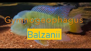 Gymnogeophagus balzanii [upl. by Haissem]