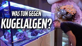 Was tun gegen KUGELALGEN im Meerwasseraquarium  PlanktonPlus Aquaristik [upl. by Silvanus]