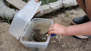 Throwback Thursday feeding Christophers catfish in mini garden pond June 2020 [upl. by Idnerb]