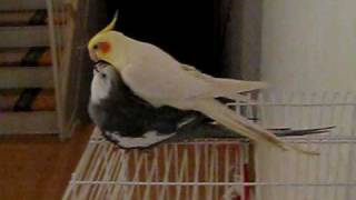 Cockatiel Mating or Playing [upl. by Buchanan]