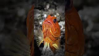 JawFish The caring father by WildWonders [upl. by Cotsen]