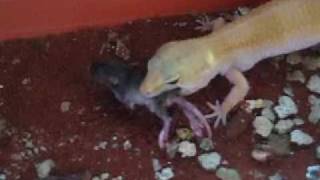 Leopard gecko eating mice [upl. by Kciwdahc424]