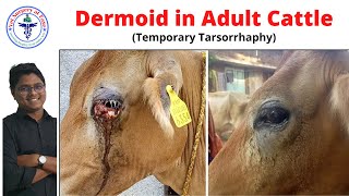 Ocular Dermoid Cattle  Case Report 06 [upl. by Nipahc]