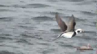 Old Squaw Long Tailed Duck [upl. by Aileve124]