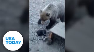 Dogs unite to fend off attacking bear protect their litter  USA TODAY [upl. by Ahsatsana]