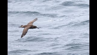 クロアシアホウドリ（Blackfooted Albatross）の帆翔 [upl. by Aicire]