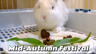 和兔子一起过中秋 Celebrate MidAutumn Festival with Rabbits [upl. by Ttekcirc463]