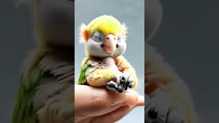 CUTE BABY PARROT  cuteparrot parrots babyparrot parrotsbaby baby babybirds cutebird vonice [upl. by Latton316]